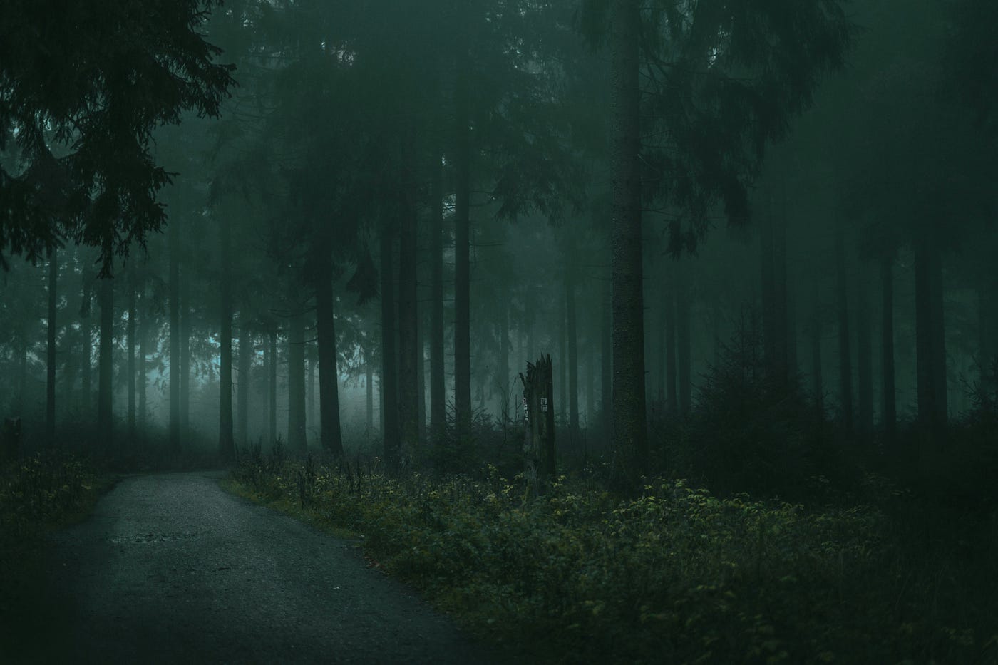 A gravel track disappearing into a dense, misted pine forest in low green light.
