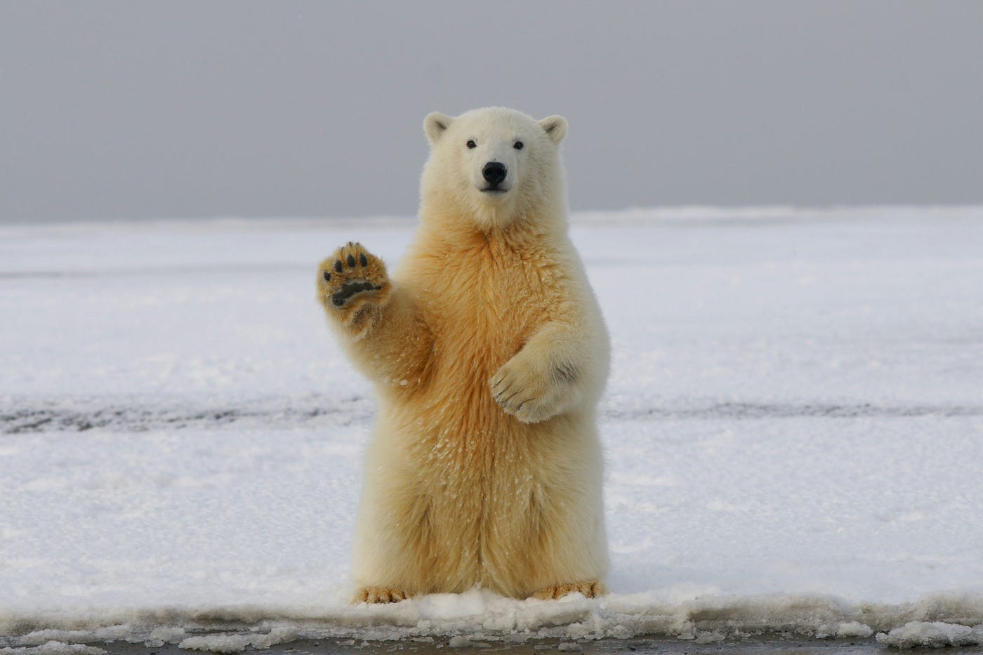 A young polar bear standing upright on Arctic sea ice with one front paw raised, looking directly at the camera.